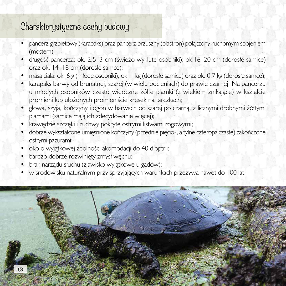 B_21x21_Katalog_żółw błotny-WEB-6