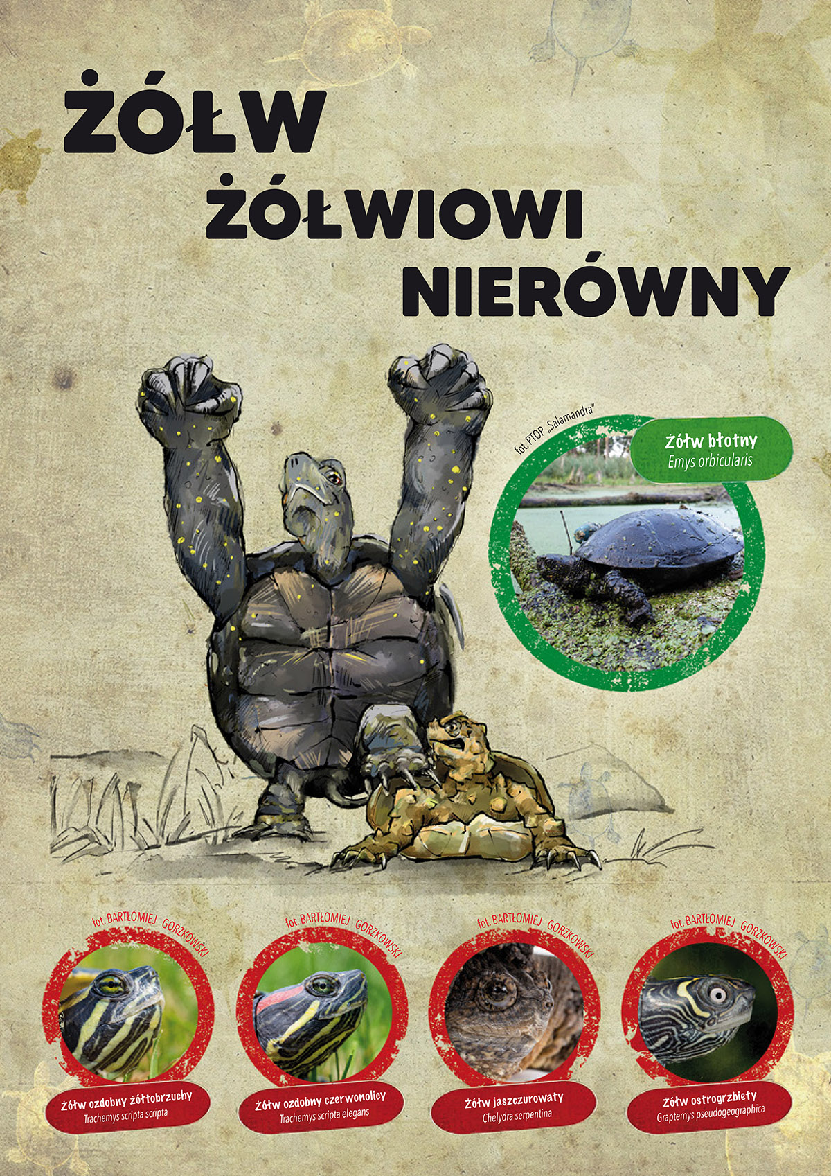 Żółw Błotny Zagrożenia_Broszura RDOŚ Poznań-1